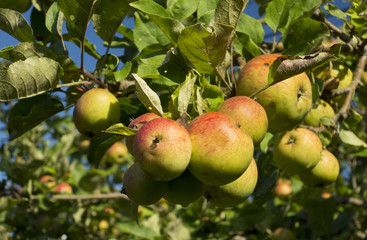 Red apples on the tree.