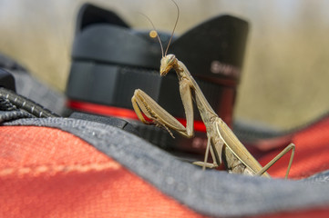 Mantis religiosa