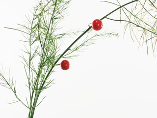 asparagus with red berry © Witold Krasowski