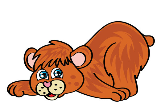 Miś