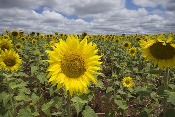 Fototapeta premium bright sunflower