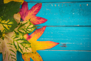 Colorful autumn leaves on wood background