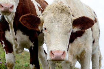 cow in the mountain pastures