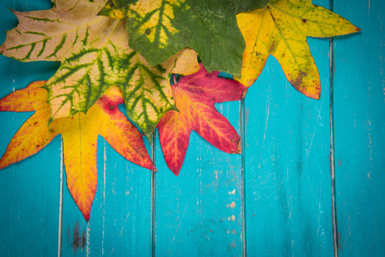 Colorful autumn leaves on wood background