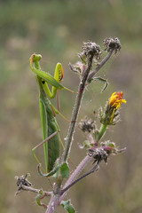 mantide religiosa (Mantis religiosa)