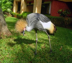 Gray African crane feeding
