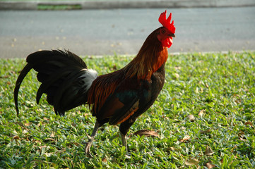 Walking Rooster