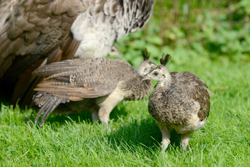 Pfau mit Küken