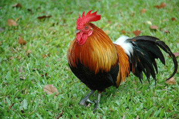 Rooster Portrait