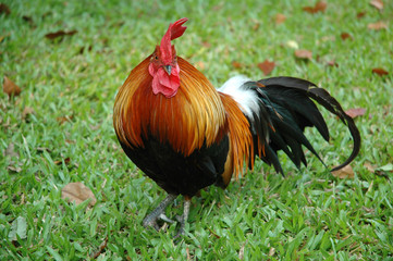 Young Rooster Looking at Camera