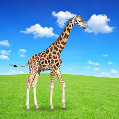giraffe on meadow