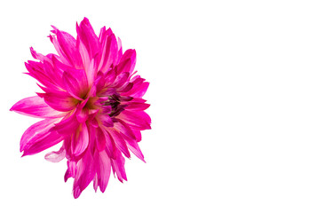 beautiful pink dahlia