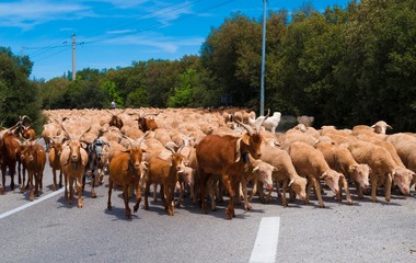 Transhumance;