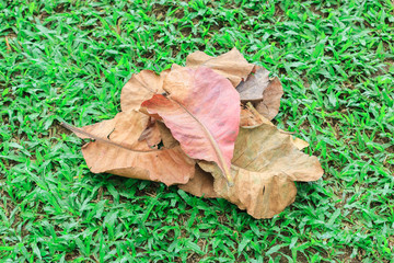 pile of leaves