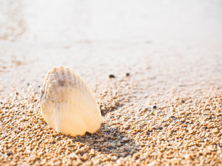 砂浜と貝殻