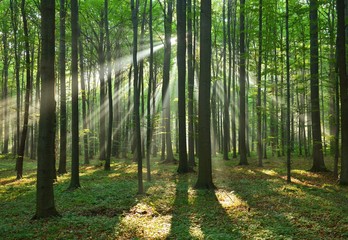 Obraz premium forest
