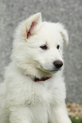 Obraz na płótnie Canvas Beautiful puppy of White Swiss Shepherd Dog