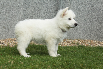 Beautiful puppy of White Swiss Shepherd Dog standing