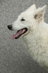 Fototapeta premium Amazing White Swiss Shepherd Dog