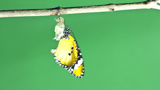 Time Lapse of Monarch butterfly emerging from cocoon on green