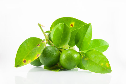 Group of fresh ripe lime with leaves.