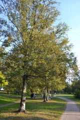 Autumn park