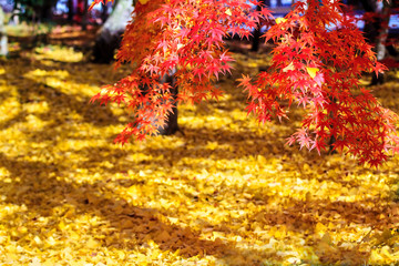 Autumn Colors in Eikando Temple, Kyoto, Kansai, Japan