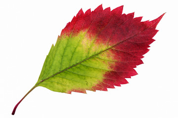 Autumn leaf isolated on white background