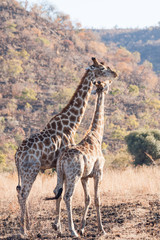 A wild Giraffe mother and baby standing together