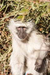 A portrait of a wild Vervet Monkey