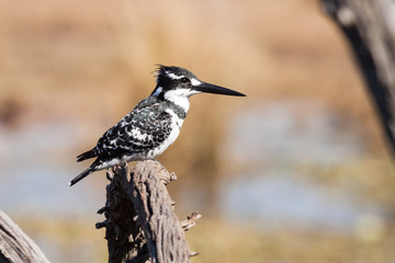 A wild Pied Kingfisher perched on a branch above a river