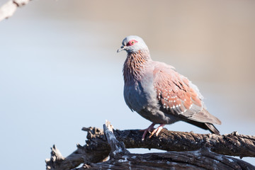 A wild Speckled Pigeon perched on a branch above a lake