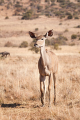 A wild female Kudu antelope walking through very dry grassland