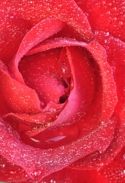 Coeur de rose cristalis&eacute;