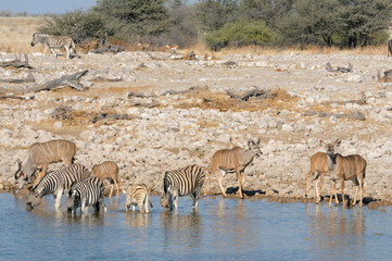 Fototapeta na wymiar Zebras and kudu drinking water