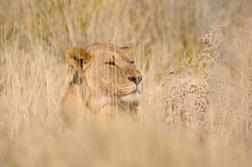 Hiding lion