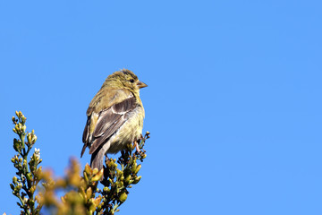American goldfinch and sky