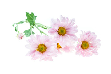Pink Flowers on white background.