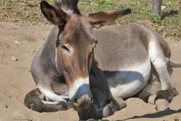 donkey