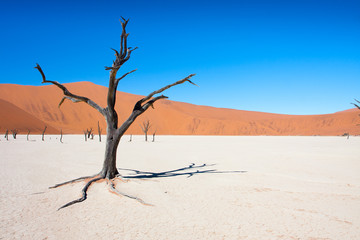 Fototapeta na wymiar dead tree desert