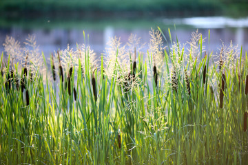 Cattails