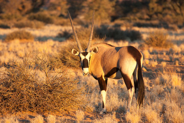 oryx