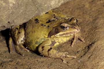 Common Frog - Rana temporaria