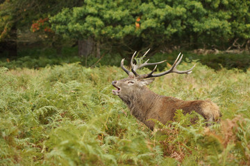 Red Deer, Deer, Cervus elaphus