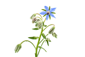 borage