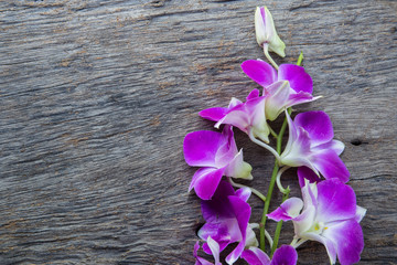 beautiful Dendrobium orchid on table