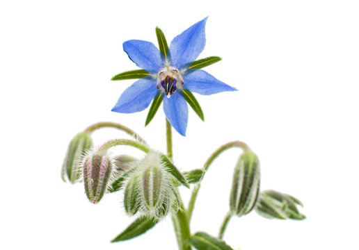 Borage