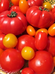 tomates