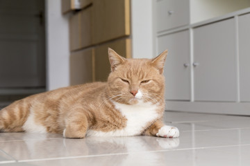 Ginger Cat relaxing at home