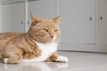 Fototapeta na wymiar Ginger Cat relaxing at home